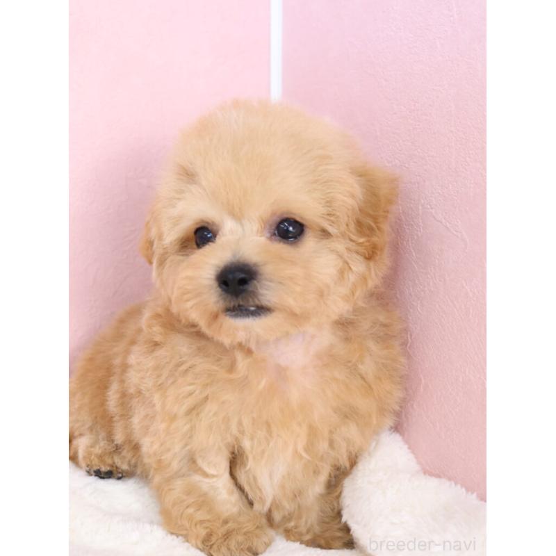販売中の栃木県のマルプー:マルチーズ×トイプードル-398903の10枚目